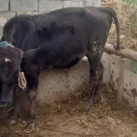 گوساله نر۷ماهه