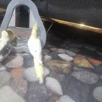 طوطی عروس ماده