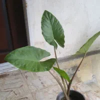 بابا آدم