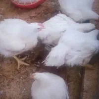 مرغ فروشی کیلو ۲۱۵