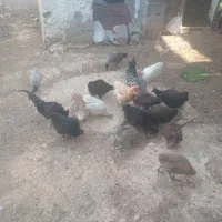 فروش مرغ خروس محلی