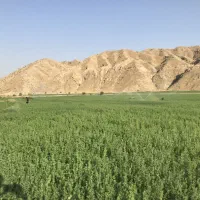 فروش-6000متر-زمین-کشاورزی-خیراباد-فقط-چندروز-اینده