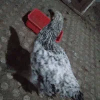 خروس جوان