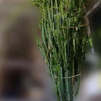 کاکتوس افوربیا غولپیکر