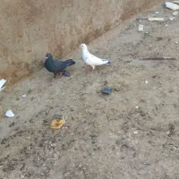 کبوتر