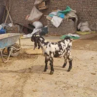 4 راس‌ بزغاله پلنگی نژاد بالا