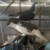 سیدیی.راست .نرو ماده.