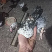 جوجه گلپایگان ۴۵ روزه نیمچه