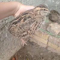 دو عدد بلدرچین هر کدوم ۲۵۰