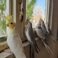 جفت عروس هلندی مولد