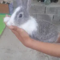 خرگوش