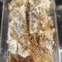 فروش عسل درجه یک  یاسوج ب شرط ازمایش