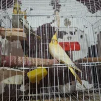 طوطی هلندی مولد همراه باجوجه وچند عددجوان