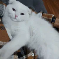 عقیم سازی سگ،گربه،خرگوش و ارتوپدی نیم بها