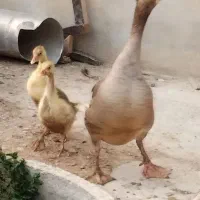 غاز جوان