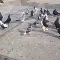 کفتر قاطی