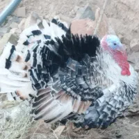 فروش بوقلمون نر و ماده