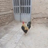 خروس محلی خوشتیپ وخوش اسکلت و سالم