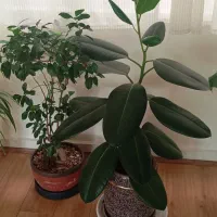 گل و گیاه طبیعی