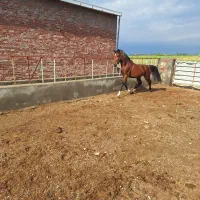 اسب نریان ۴ ساله