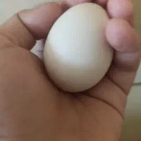 تخم مرغ محلی ابپخش