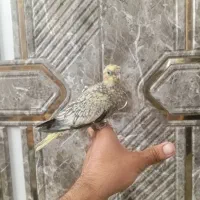 جوجه عروس هلندی گلباقالی