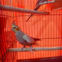 عروس هلندی جوجه سرلاکی و مولد ب شرط