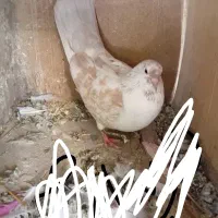 کفتر اویناخ آلرام