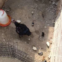 مرغ کرچ لاری با جوجه لاری طوس مشکی شکری