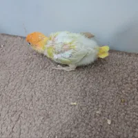 فروش جوجه کوتوله نژاد اوپال یک ماهه