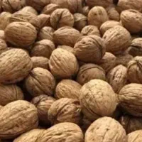 گردوی تازه و یکدست