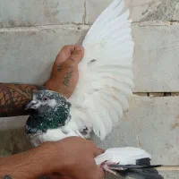 کبوتر گرفتنی کفتر