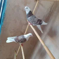 مایه کفتر حسابی بشرط همه بعد از ظهری