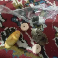 کمیاب اصلی