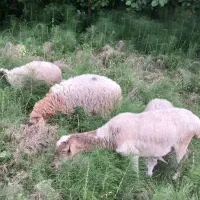 گوسفندماده شکمداربره نروماده