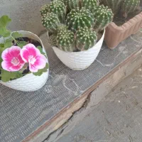 کاکتوس