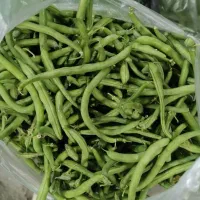 لوبیا سبز تازه با آب چاه موتور