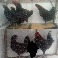 مرغ خروس