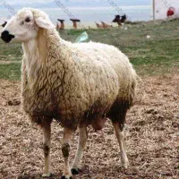 عرضه گوسفند زنده برای قربانی و ....با قیمت مناست