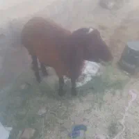 گوسفند
