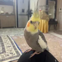 عروس هلندی نر سخنگو