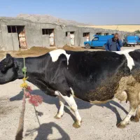 گاو‌ابستن‌۷ماهه