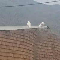 نباتی|پرنده|بیرانوند, |دیوار