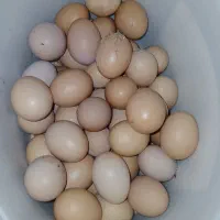 تخم‌ مرغ محلی