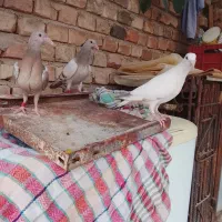 کبوتر