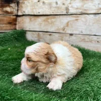 واگذاری شیتزو