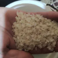 برنج لنجان به شرط