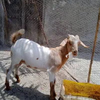 چپشت