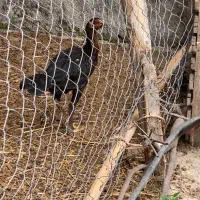 مرغ و خروس لاری
