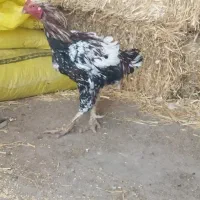 یک عدد خروس لاری سفید